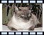 Kater Schnucki